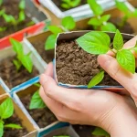 como-cultivar-plantulas-fuertes-de-pimiento-dulce-sin-arrancarlas-consejos.webp.webp