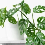 la-monstera-no-debe-cultivarse-en-casa-y-he-aqui.webp.webp